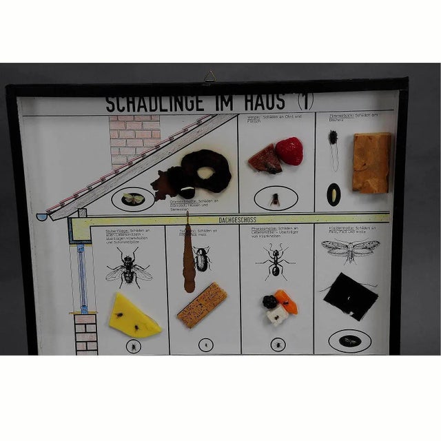 Vintage School Teaching Display of Household Pests, 1960s For Sale - Image 3 of 6