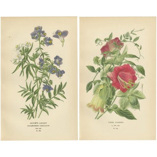 Ladder and Cup-and-Saucer Vine, 1897, Paper, Set of 2 For Sale