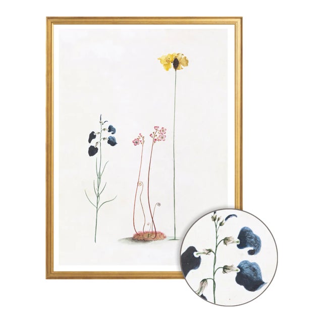 White Celerie Kemble Curated Australian Botanical Set of 8 (24X30) in Gold Frame For Sale - Image 8 of 10