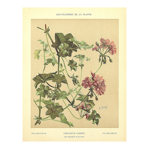 1903 Antique French Botanical Chromolithograph- GERANIUM-Documentation