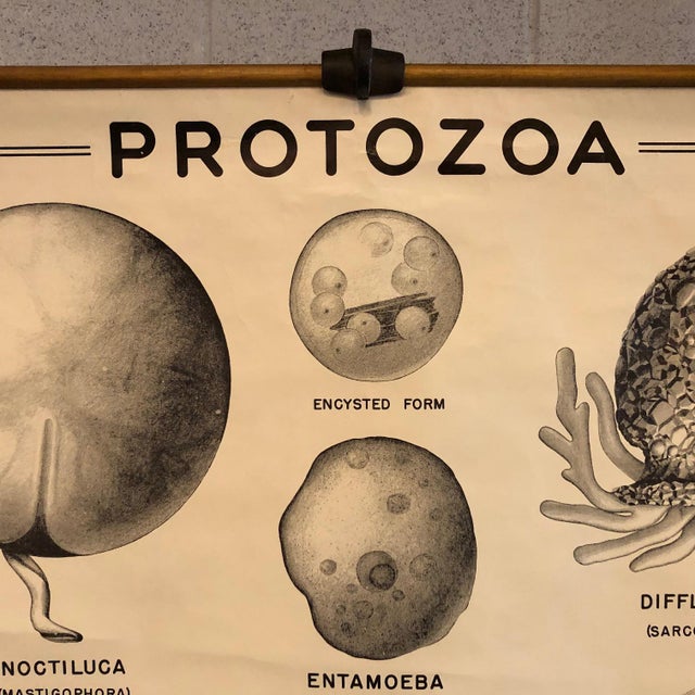 Industrial Mid 20th Century Anatomical Protozoa Organisms Rollup Chart by New York Scientific Supply Co. For Sale - Image 3 of 12