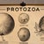 Industrial Mid 20th Century Anatomical Protozoa Organisms Rollup Chart by New York Scientific Supply Co. For Sale - Image 3 of 12