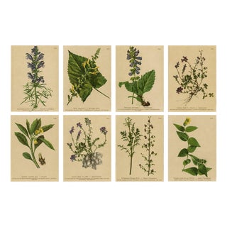 After Anton Hartinger, Alpine Botanical Plates, Chromolithographs, 1897, Set of 8 For Sale