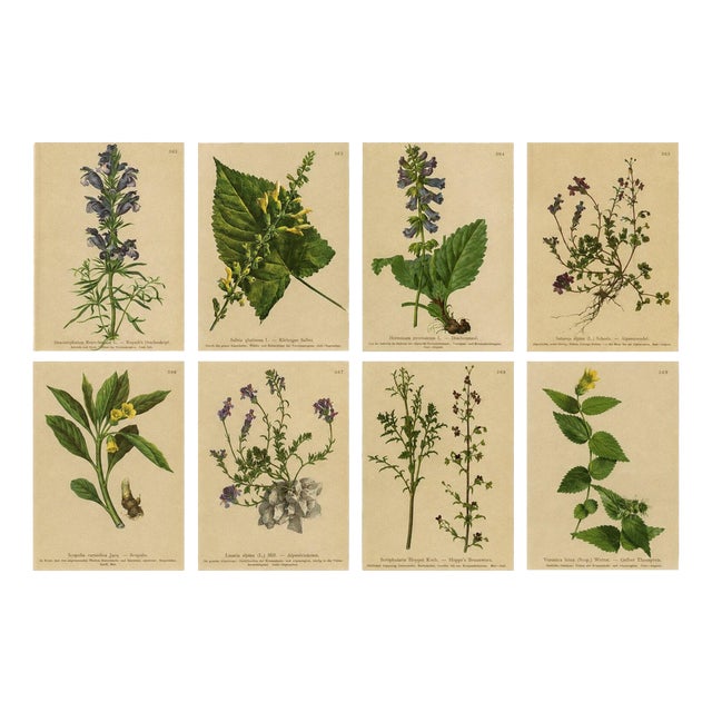After Anton Hartinger, Alpine Botanical Plates, Chromolithographs, 1897, Set of 8 For Sale