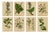 After Anton Hartinger, Alpine Botanical Plates, Chromolithographs, 1897, Set of 8 For Sale