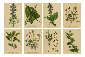 After Anton Hartinger, Alpine Botanical Plates, Chromolithographs, 1897, Set of 8