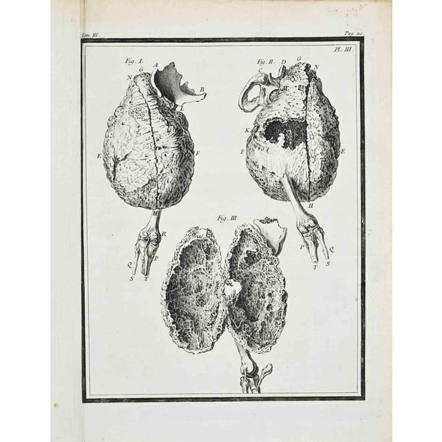Plate from buffon's histoire naturelle, générale et particulière. Tome iii, plate iii, page 110 paris: imprimerie royale,...