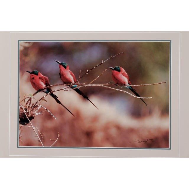 Excellent condition 1991 Collector's Edition Photograph in Very Good Frame Thomas D. Mangelsen "The Perch - Carmine Bee-...