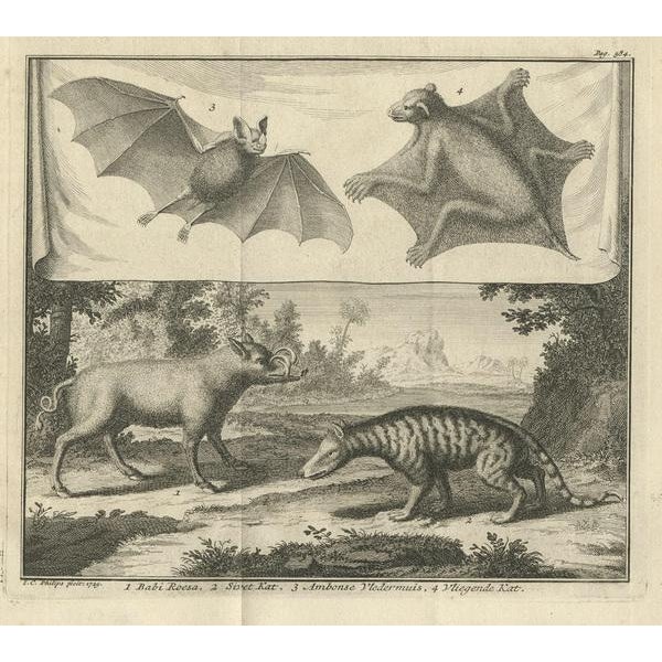 Aeg, Flying Cat with Pig and Bat and Civet Cat, 1729, Paper For Sale - Image 3 of 5