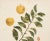 Farmhouse 1900s U. P. Hedrick, Original Antique Photogravure of Shiro Plums For Sale - Image 3 of 7