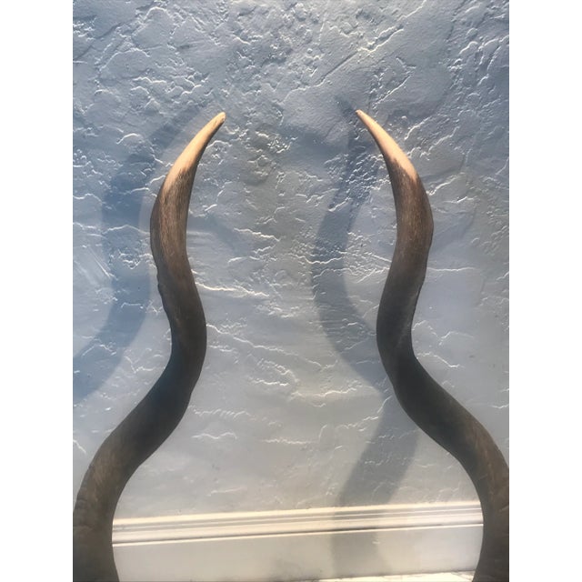 Tribal Vintage African Kudu Horn Sculpture on Steel Stand - a Pair For Sale - Image 3 of 8