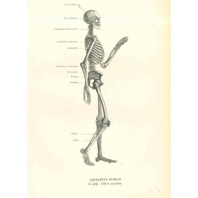 Human Anatomical Skeleton is an original lithograph on ivory-colored paper, realized by Paul Gervais (1816-1879). The...