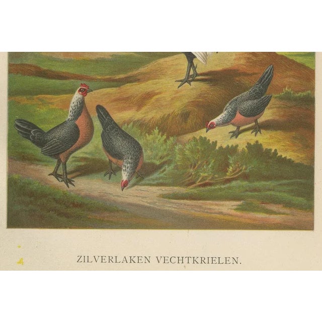 The elegant silver bantam game fowl - a rare 19th century poultry lithograph this beautiful 19th century chromolithograph...