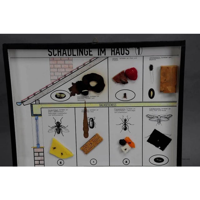Great Vintage School Teaching Display of Household Pests A vintage school teaching showcase with household pests specimen...
