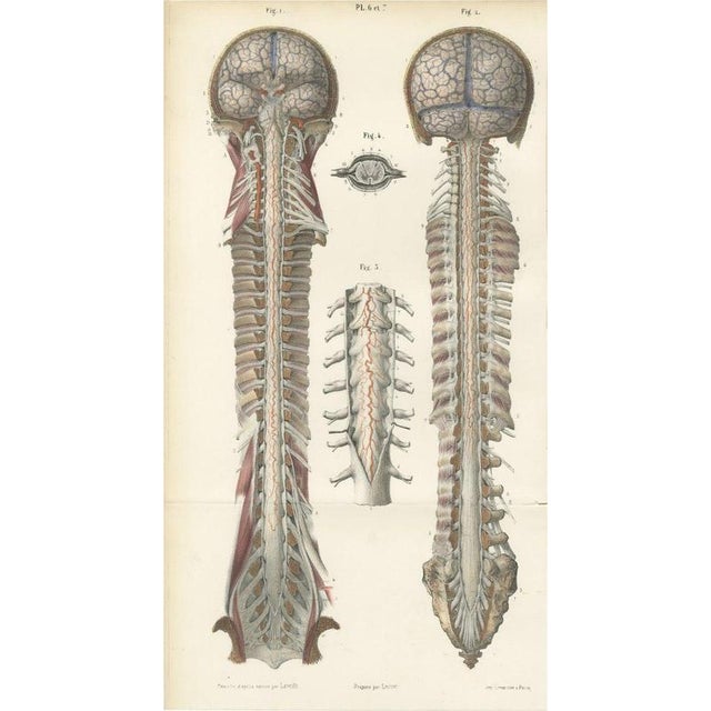 Paper Hirschfeld and Leveille, Arteries of the Brain and Spinal Cord, 1866, Paper For Sale - Image 7 of 7