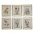 Vintage Botanicals Framed Set of 6- Authentic 1969 Prints For Sale