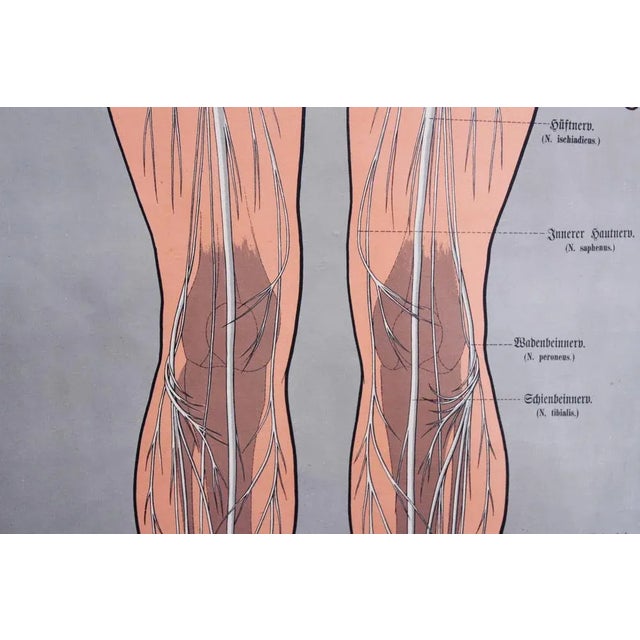 Antique Illustration Anatomy Poster For Sale - Image 9 of 11
