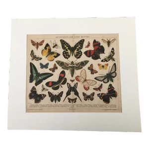 Moths, Natural History Colored Lithograph. Circa 1869
