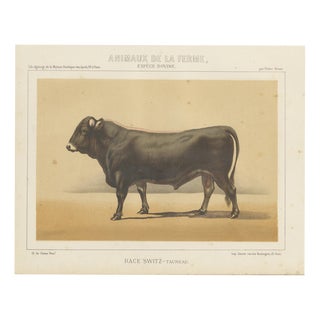 Olivier De Penne, Schwyz Bull, Swiss Brown Cattle, 1863, Chromolithograph For Sale