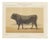 Olivier De Penne, Schwyz Bull, Swiss Brown Cattle, 1863, Chromolithograph For Sale
