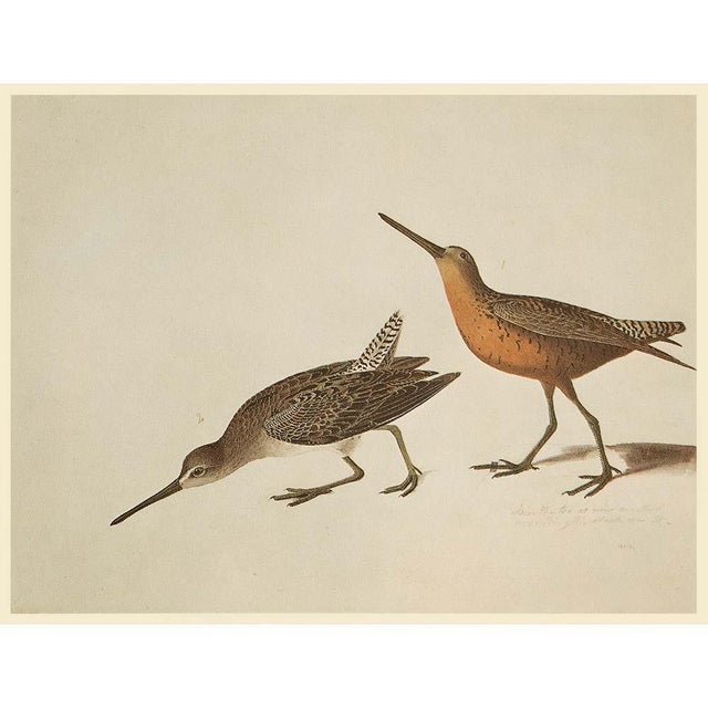 Farmhouse 1966 Vintage Cottage Print, "Manx Shearwater and Curlew Sandpiper" After John James Audubon For Sale - Image 3 of 7