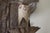 Louis XIV Silver and Wood Wall Lights, Set of 2 For Sale - Image 13 of 18