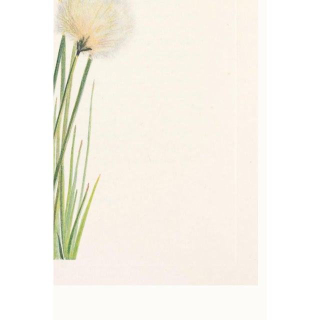 Hare's-Tail Cottongrass, Vintage Botanical Art Print by Mary Vaux Walcott, 20" X 30" For Sale - Image 10 of 10