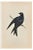 Alexander Francis Lydon, Purple Martin, Woodcut Print, 1870 For Sale