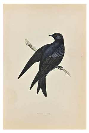 Alexander Francis Lydon, Purple Martin, Woodcut Print, 1870
