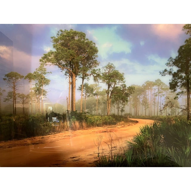 Old Florida; Highlands Hammock Park, Sebring Florida Photo Print, Pines and Palmetto. Four by Three Feet in Plastic For Sale In Naples, FL - Image 6 of 18