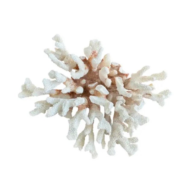 Natural White Coral Reef Specimen For Sale In Tampa - Image 6 of 8