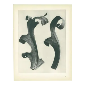 1928 Karl Blossfeldt Original Period Photogravure N40 of Compass Plant