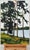 Tall Riverside Pine Trees in the English Countryside with dappled light & water 2009 For Sale - Image 13 of 16