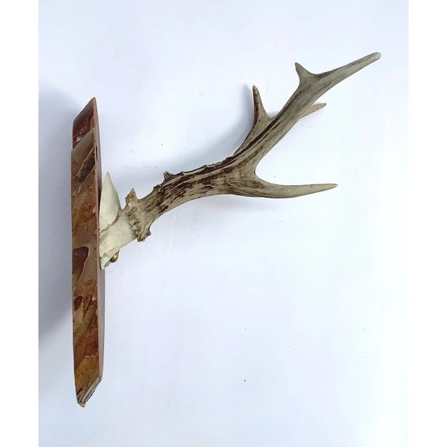 Vintage Black Forest roe mount on rustic slab wood plaque with markings from Germany. Mount has discolorations, scratches.