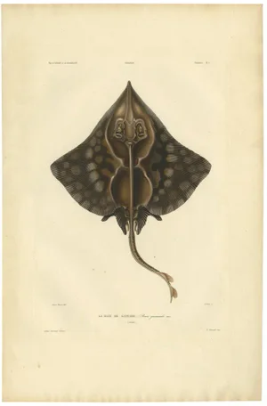 Gaimards Ray, 1842, Paper