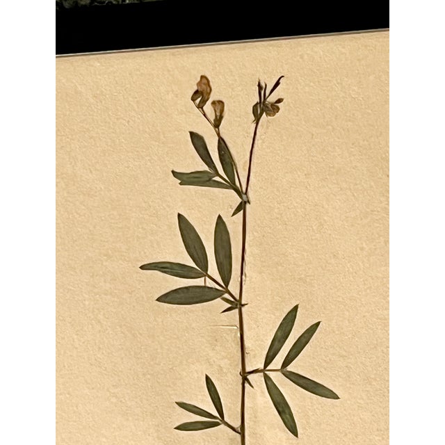 1965 French Herbarium Botanical Specimens – Set of 9 Custom Framed Pressed Botanicals For Sale - Image 13 of 18