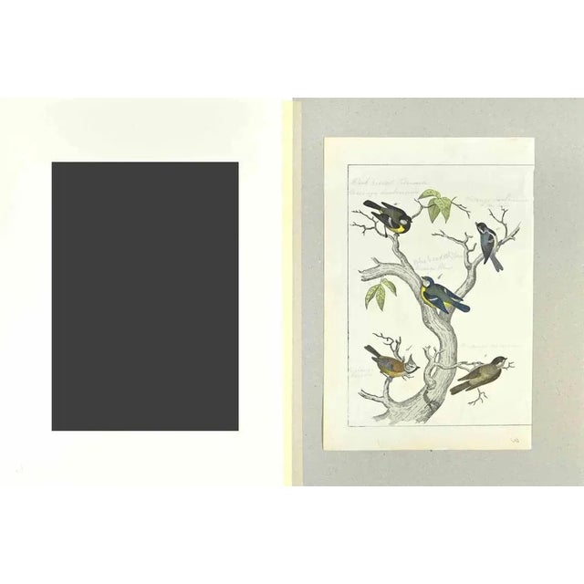 Blue, Black and Brown Birds is an Etching hand colored realized by Gotthilf Heinrich von Schubert - Johann Friedrich...