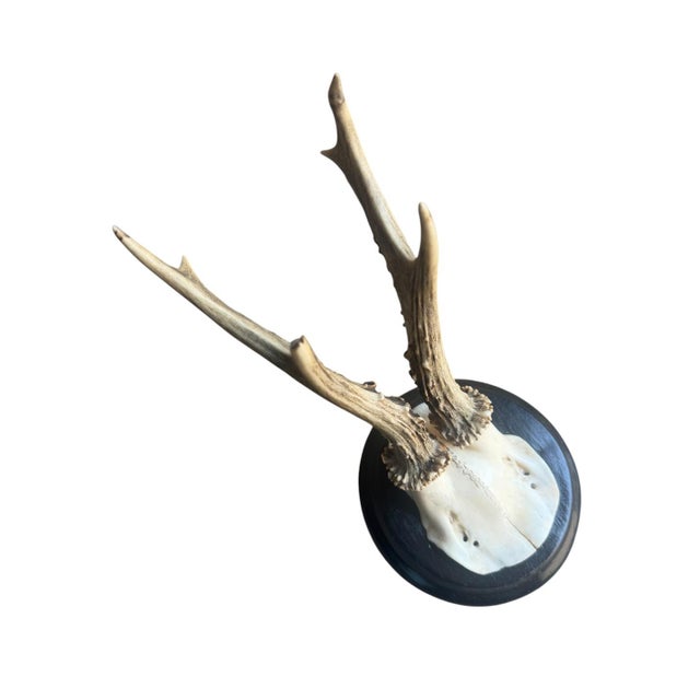 Roe Deer Trophy 203 Black Forest Antlers Mount For Sale - Image 4 of 5