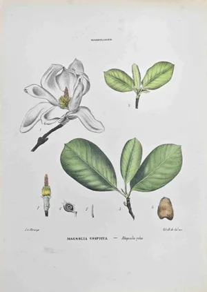 Vincenzo Tenore, Magnolia Conspicuous, Lithograph, 1870s