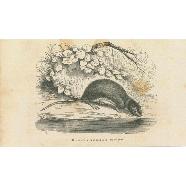 The Drinking Mouse is an original lithograph on ivory-colored paper, realized by Paul Gervais (1816-1879). The artwork is...