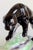1950s Mid-Century Modern Black Panther Ceramic Sculpture – Glossy Art Pottery Jaguar on Rock Base For Sale In Naples, FL - Image 6 of 10
