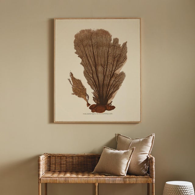 Kenneth Ludwig Chicago Coral Fan Giclee For Sale - Image 4 of 4