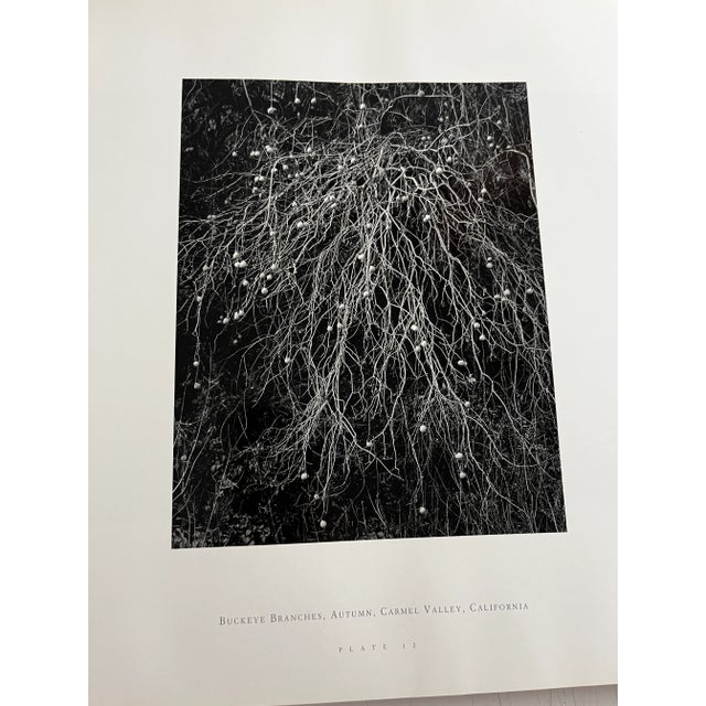 1995 John Sexton Listen to the Trees Book For Sale - Image 12 of 12