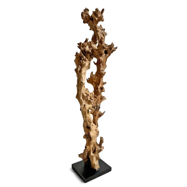 Organic Gamal Wood Tree Sculpture on Stand For Sale - Image 4 of 6