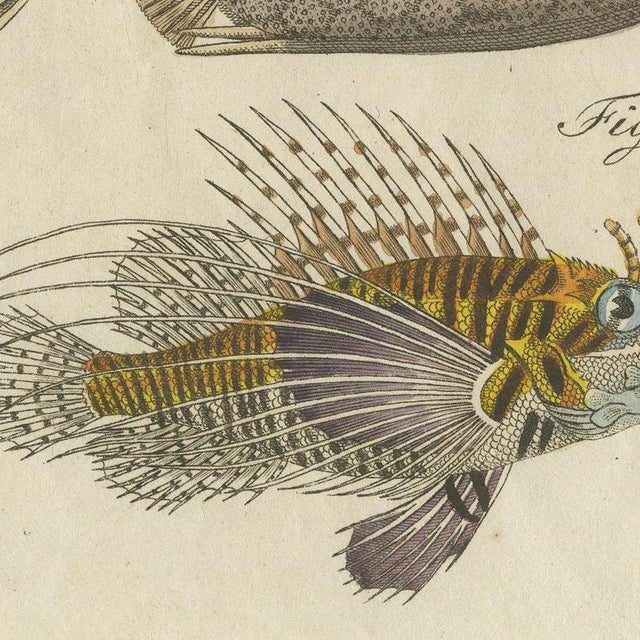 Bertuch, Lionfish, Chimaera, Scorpionfish and Boxfish, 1805, Print For Sale - Image 4 of 12