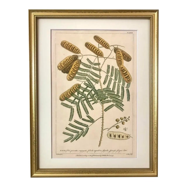 Printmaking Materials Antique Large Botanical Print Acacia Tree by Phillip Miller London 1759 For Sale - Image 7 of 7