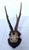 An authentic, late 19th-century German roebuck hunting trophy featuring a beautifully aged set of roe deer antlers and...