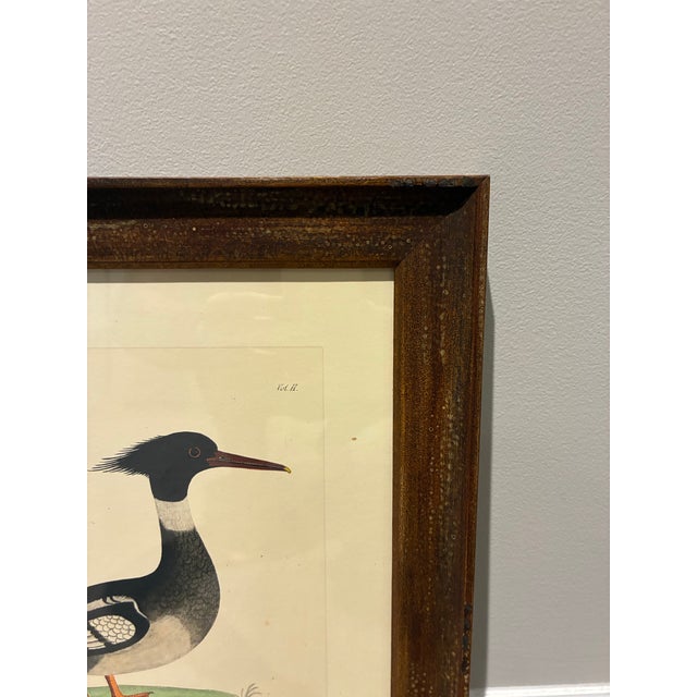 English Vintage Goosander Merganser Ornithological Bird Print in Dark Wood Frame For Sale - Image 3 of 5