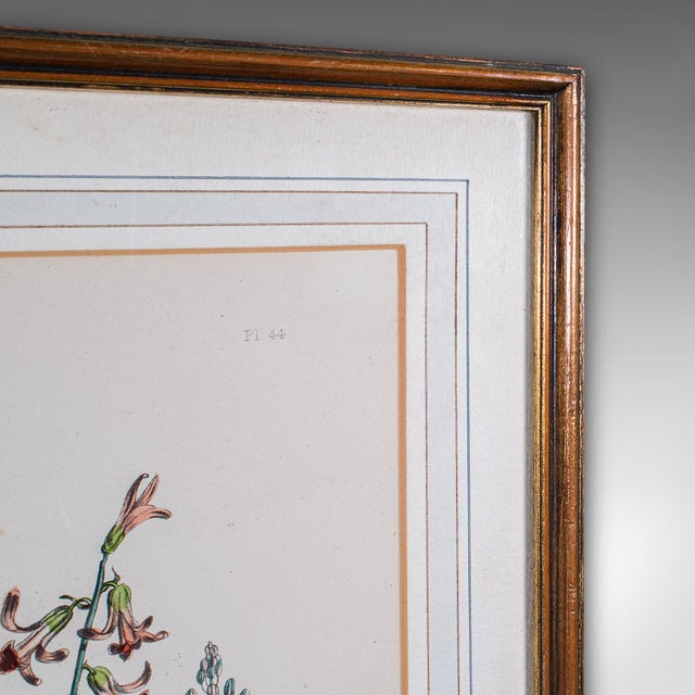 Glass Vintage Botanical Picture, English, Framed, Foliate Art Print, After Jane Loudon For Sale - Image 7 of 8