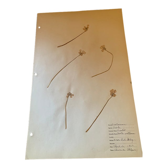 Authentic Vintage Flower Specimen 1917 #2 For Sale